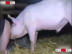 A gorgeous woman is fucked by a pig as her husband watches and creates a xxx movie.